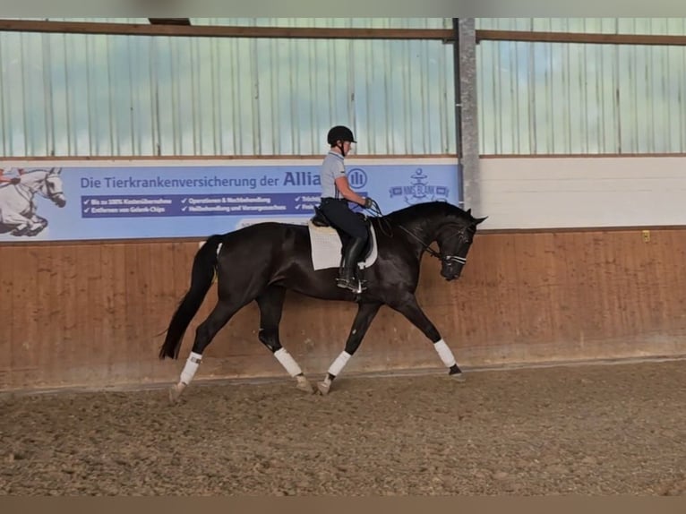 Hannoveraner Wallach 4 Jahre 170 cm Rappe in Elmlohe