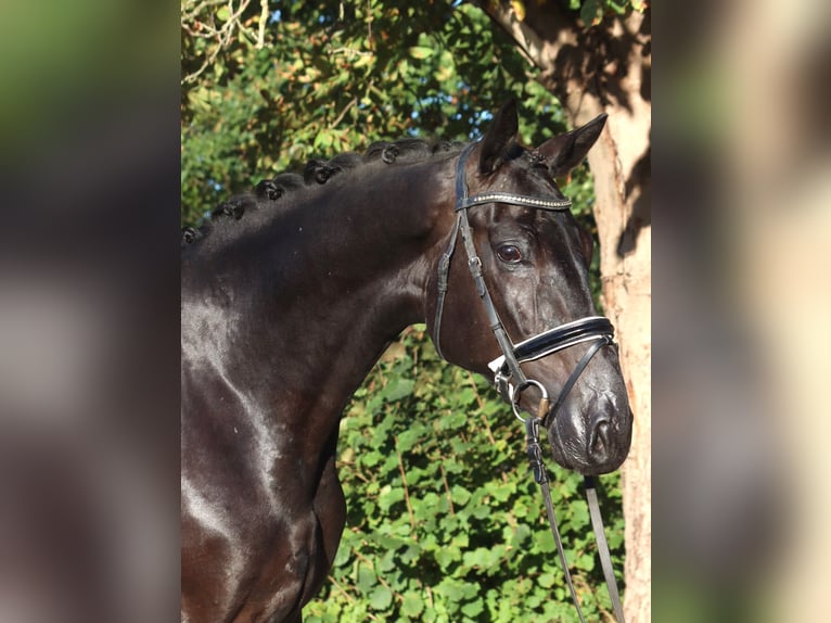 Hannoveraner Wallach 4 Jahre 170 cm Rappe in Selsingen