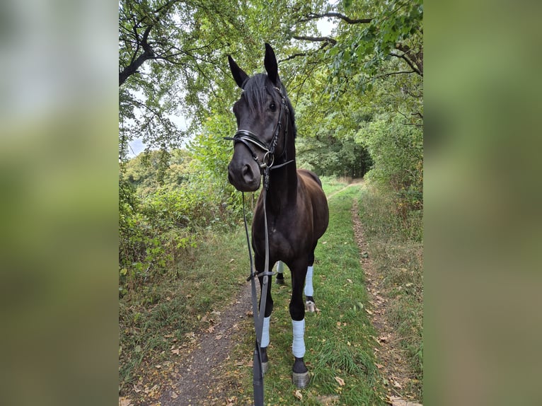 Hannoveraner Wallach 4 Jahre 170 cm Rappe in Hagen
