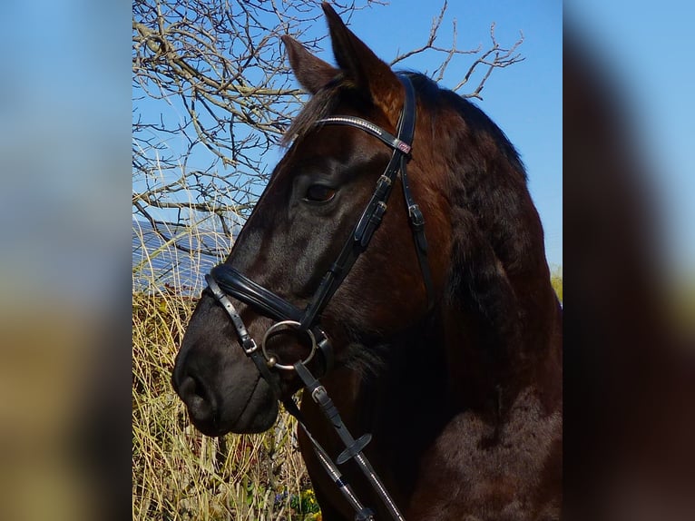 Hannoveraner Wallach 4 Jahre 170 cm Rappe in Ludwigshafen am Rhein