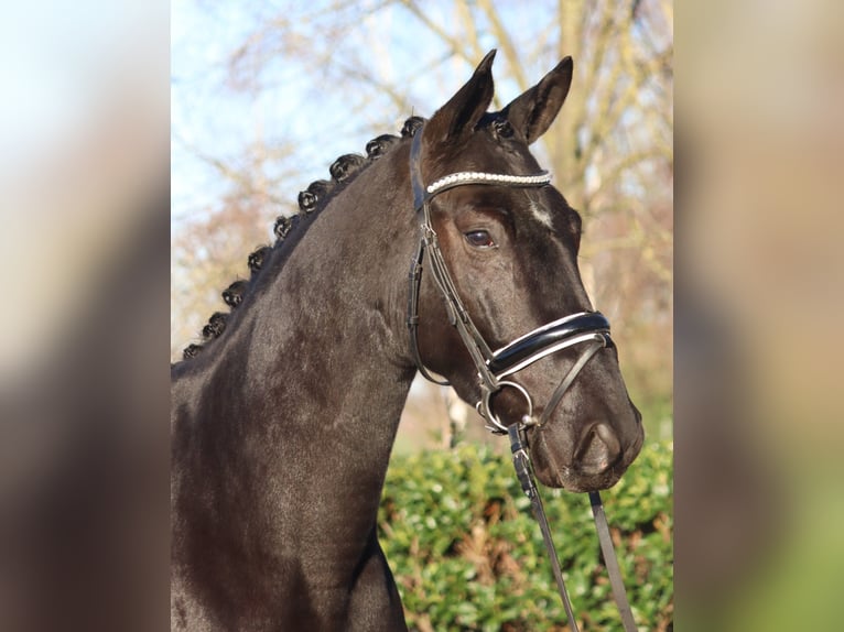 Hannoveraner Wallach 4 Jahre 170 cm Rappe in Selsingen