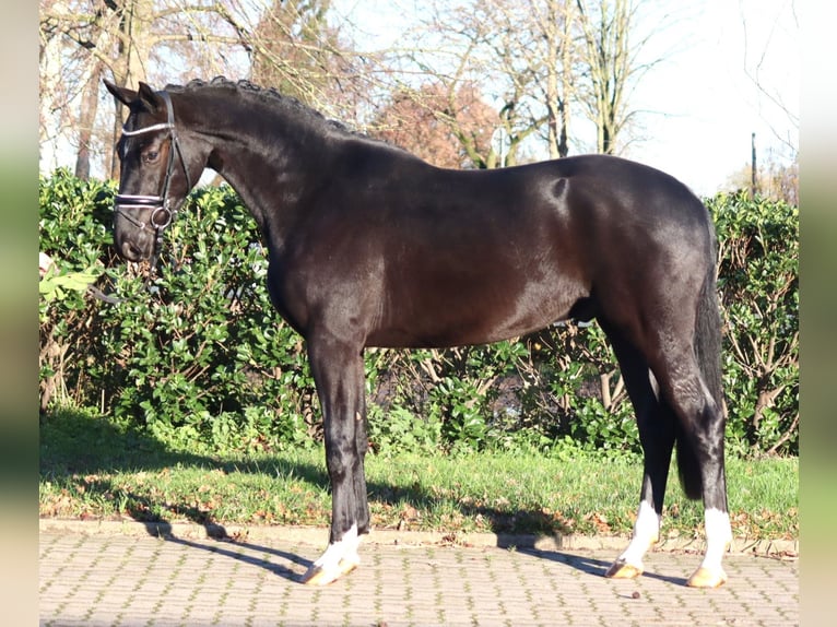 Hannoveraner Wallach 4 Jahre 170 cm Rappe in Selsingen