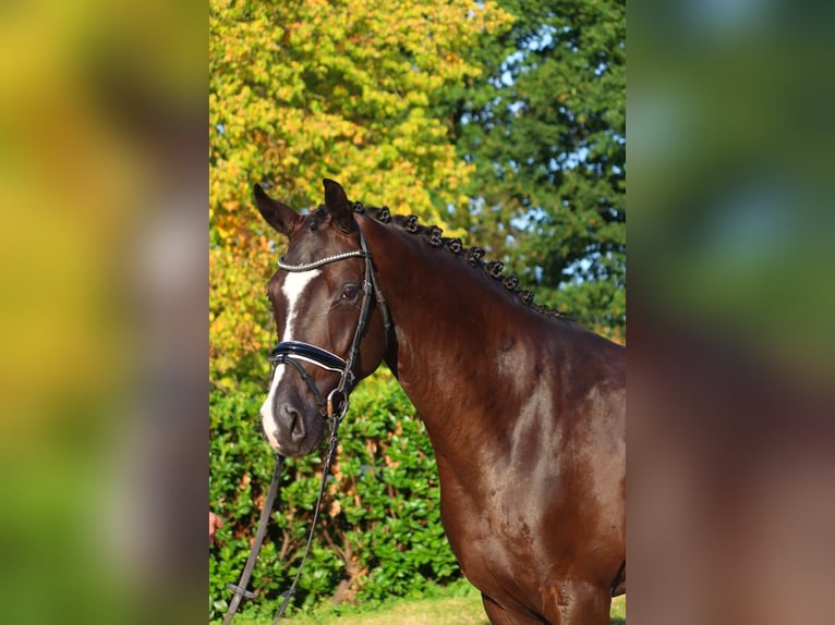 Hannoveraner Wallach 4 Jahre 170 cm Rappe in Selsingen