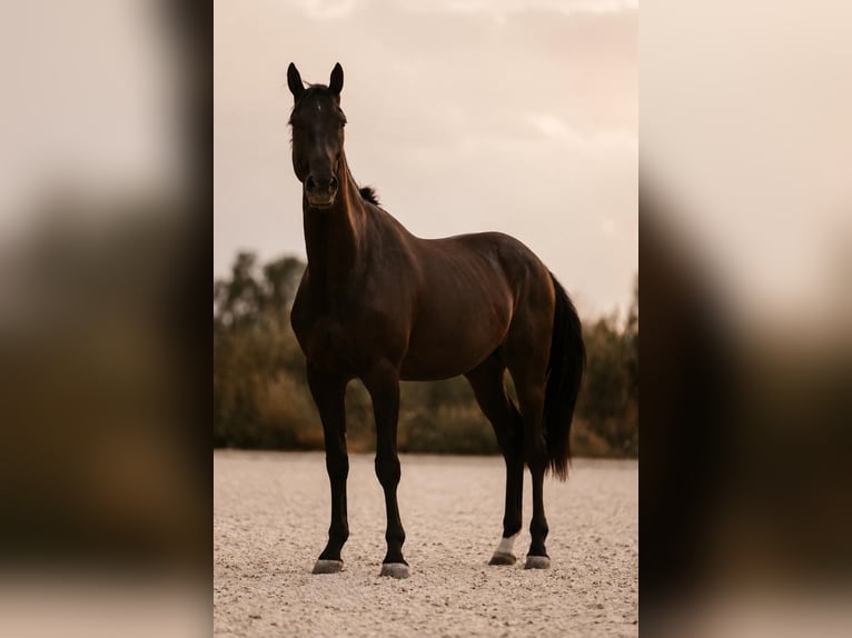 Hannoveraner Wallach 4 Jahre 170 cm Rappe in Schwalmstadt