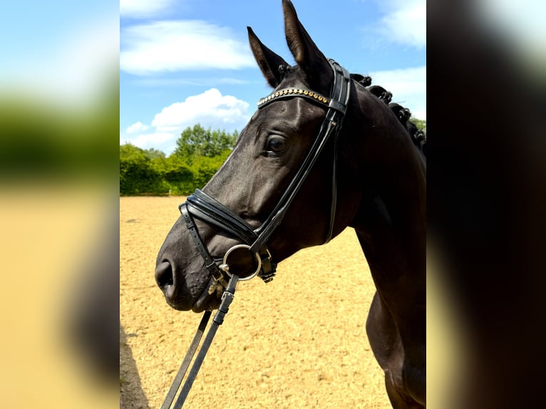 Hannoveraner Wallach 4 Jahre 170 cm Rappe in Paderborn