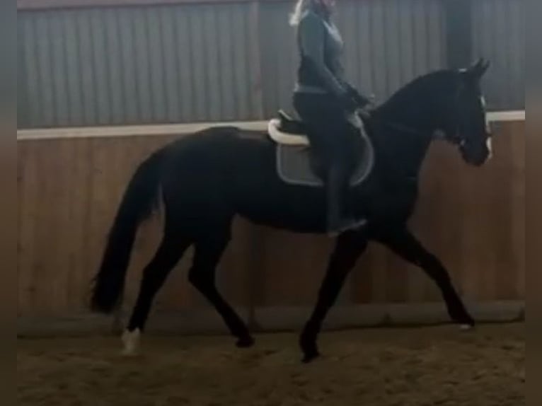 Hannoveraner Wallach 4 Jahre 170 cm Rappe in Kraja