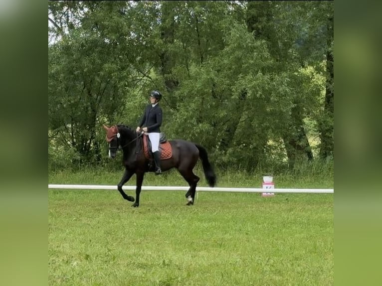 Hannoveraner Wallach 4 Jahre 170 cm Rappe in Kraja