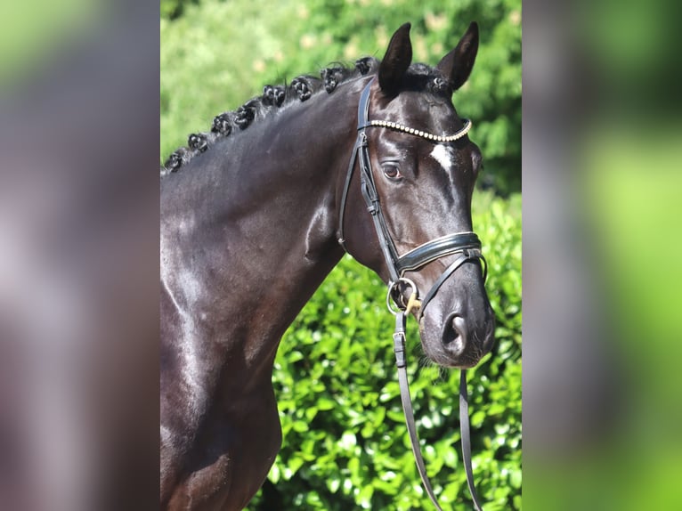 Hannoveraner Wallach 4 Jahre 170 cm Rappe in Selsingen