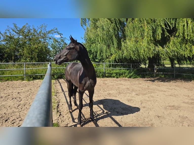 Hannoveraner Wallach 4 Jahre 170 cm Rappe in Herzhorn