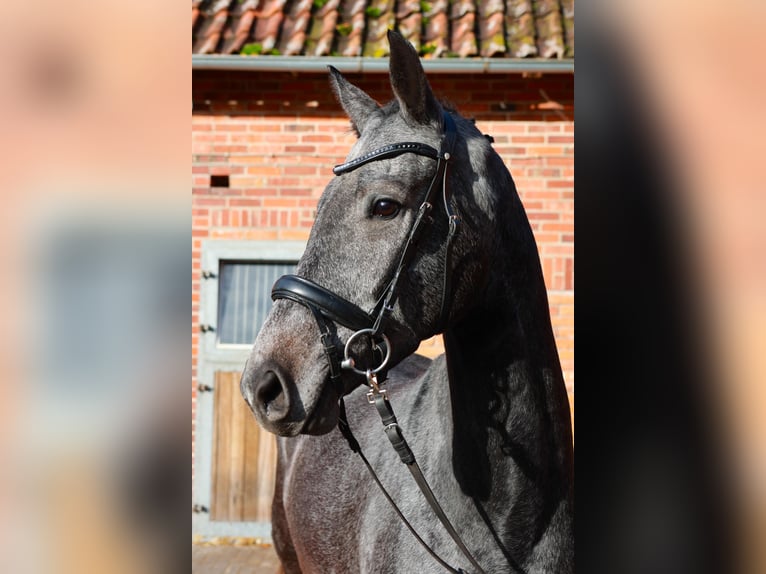 Hannoveraner Wallach 4 Jahre 170 cm Schimmel in Dannenberg (Elbe)