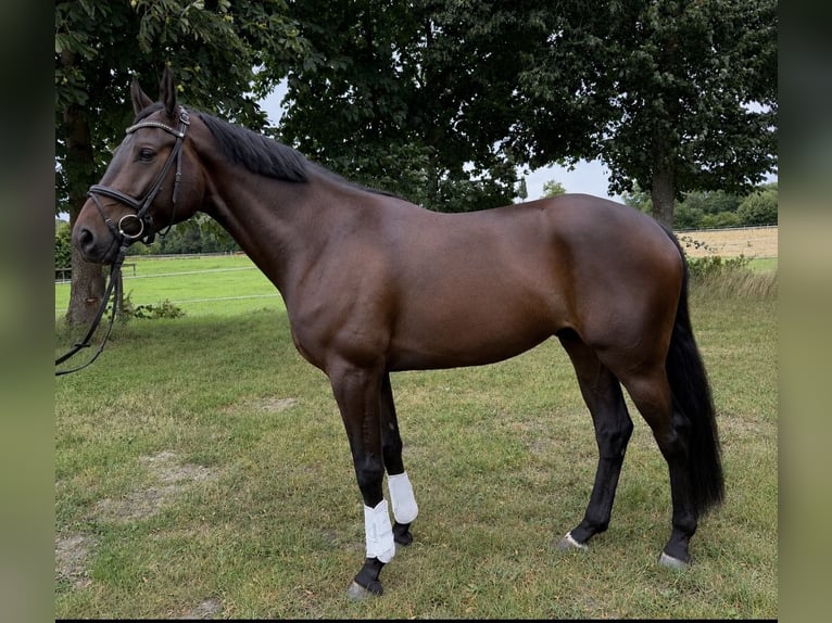 Hannoveraner Wallach 4 Jahre 170 cm Schwarzbrauner in Tangstedt