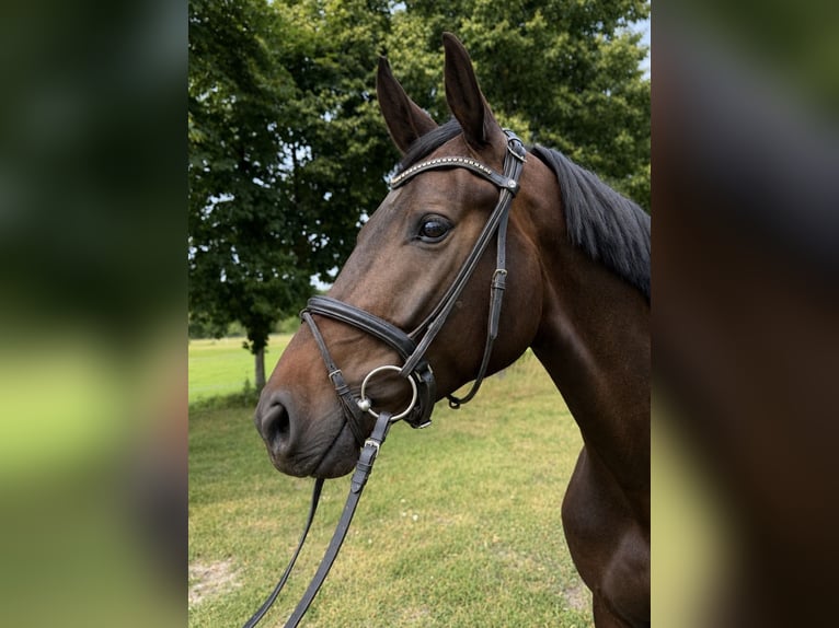 Hannoveraner Wallach 4 Jahre 170 cm Schwarzbrauner in Tangstedt