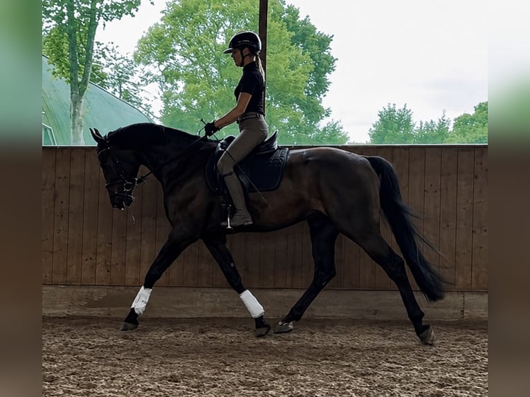 Hannoveraner Wallach 4 Jahre 170 cm Schwarzbrauner in Tangstedt