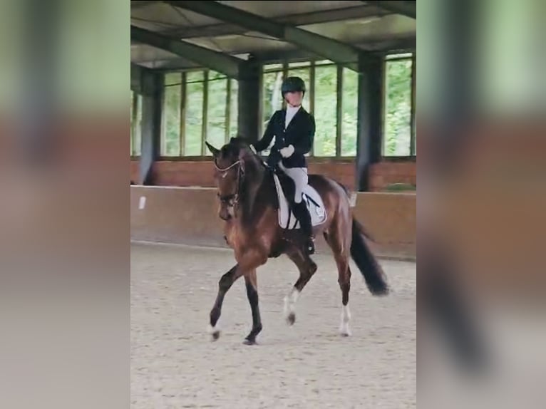 Hannoveraner Wallach 4 Jahre 171 cm Brauner in Isensee/Osten