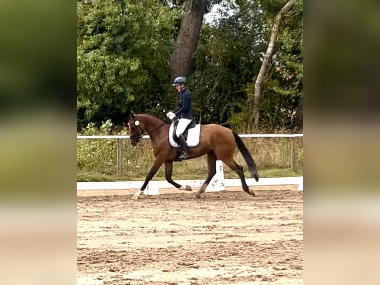 Hannoveraner Wallach 4 Jahre 171 cm Brauner in Dr&#xFC;beck