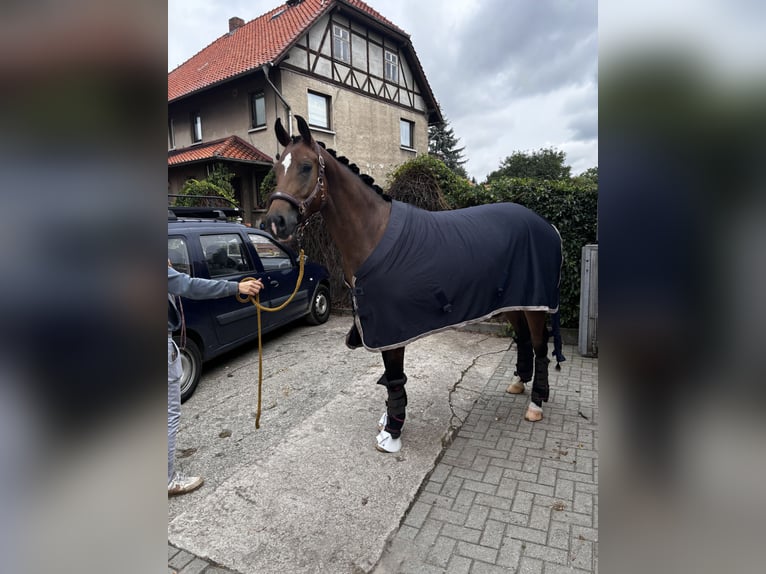 Hannoveraner Wallach 4 Jahre 171 cm Brauner in Dr&#xFC;beck