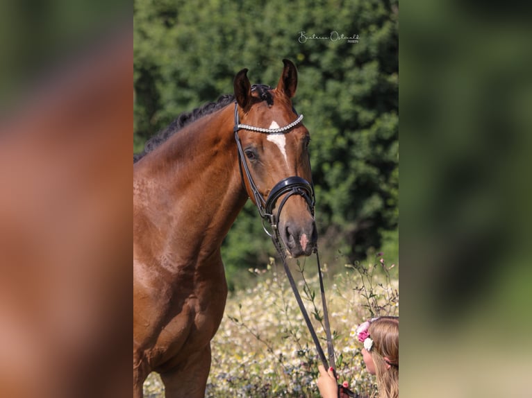 Hannoveraner Wallach 4 Jahre 171 cm Brauner in Dr&#xFC;beck