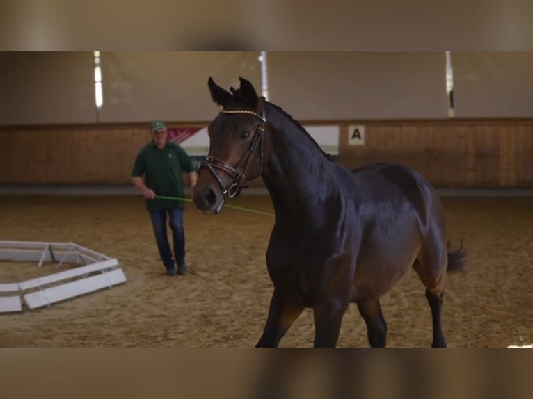 Hannoveraner Wallach 4 Jahre 171 cm Brauner in Weil