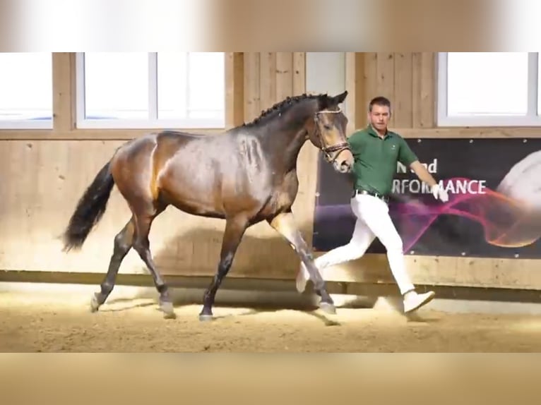 Hannoveraner Wallach 4 Jahre 171 cm Brauner in Weil
