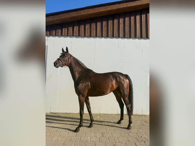 Hannoveraner Wallach 4 Jahre 171 cm Dunkelbrauner in Loxstedt