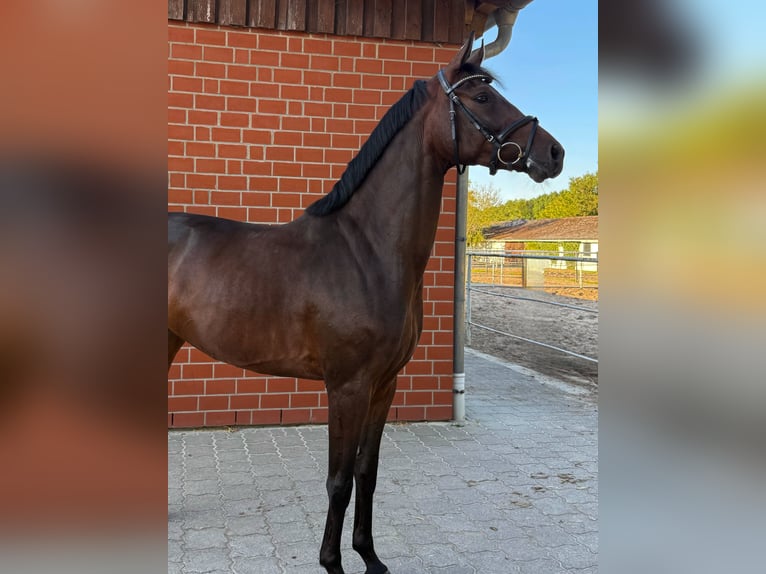 Hannoveraner Wallach 4 Jahre 171 cm Dunkelbrauner in Loxstedt