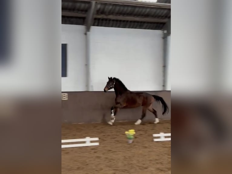 Hannoveraner Wallach 4 Jahre 171 cm Dunkelbrauner in Seeth-Ekholt