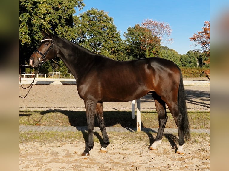 Hannoveraner Wallach 4 Jahre 171 cm Dunkelbrauner in Nienhagen