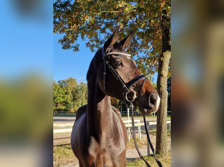 Hannoveraner Wallach 4 Jahre 171 cm Dunkelbrauner in Nienhagen