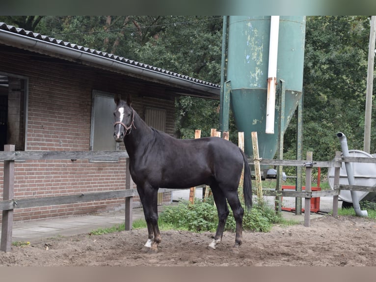 Hannoveraner Wallach 4 Jahre 171 cm Dunkelfuchs in Borgholzhausen