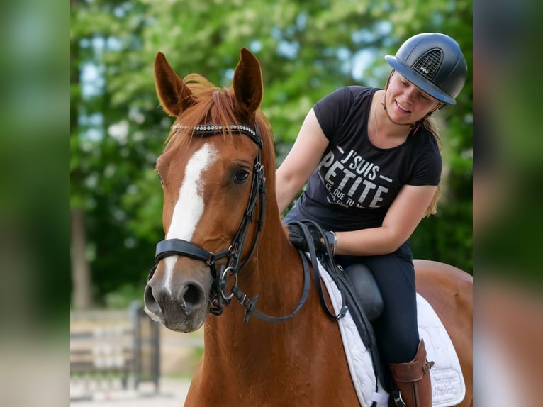 Hannoveraner Wallach 4 Jahre 171 cm Dunkelfuchs in Ittre
