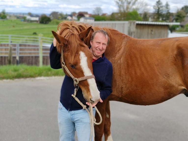 Hannoveraner Wallach 4 Jahre 171 cm Fuchs in Altenkirchen
