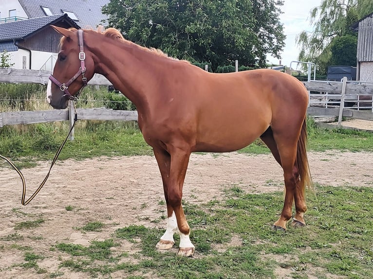 Hannoveraner Wallach 4 Jahre 171 cm Fuchs in Hattert