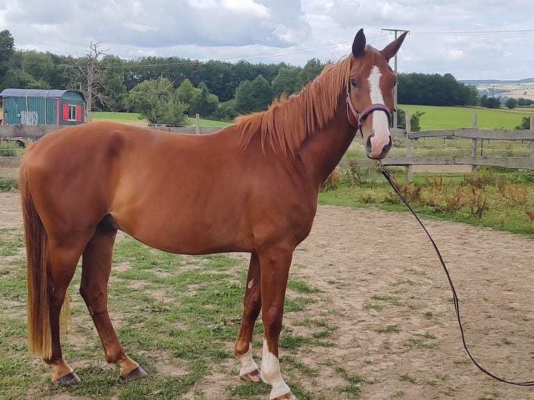 Hannoveraner Wallach 4 Jahre 171 cm Fuchs in Hattert