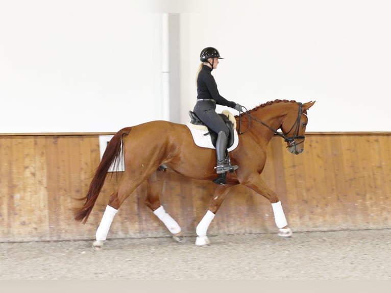 Hannoveraner Wallach 4 Jahre 171 cm Fuchs in Kempen