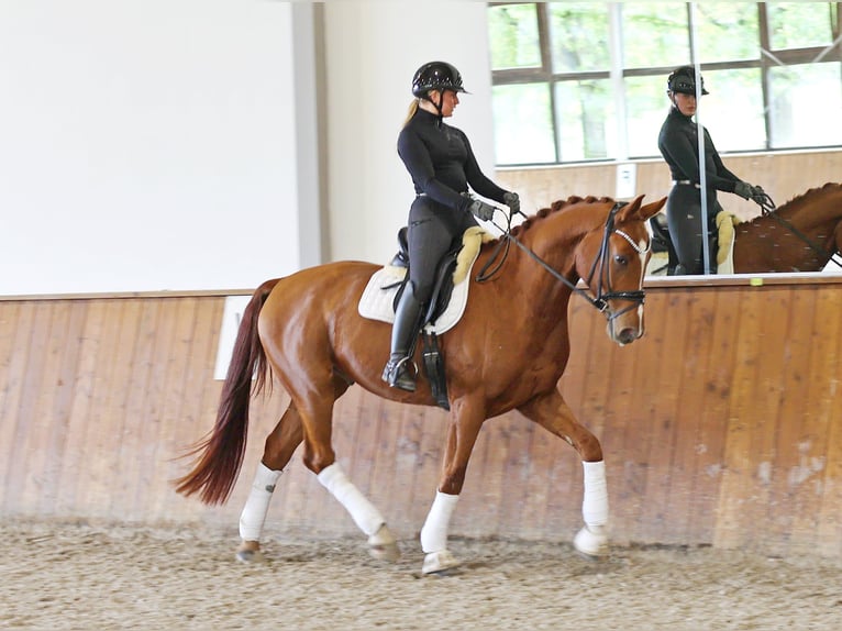 Hannoveraner Wallach 4 Jahre 171 cm Fuchs in Kempen