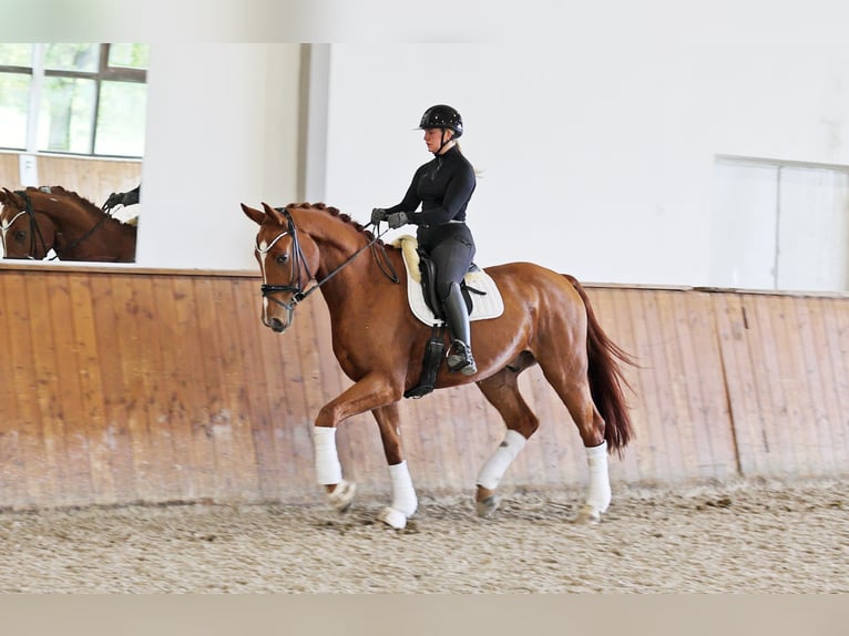 Hannoveraner Wallach 4 Jahre 171 cm Fuchs in Kempen