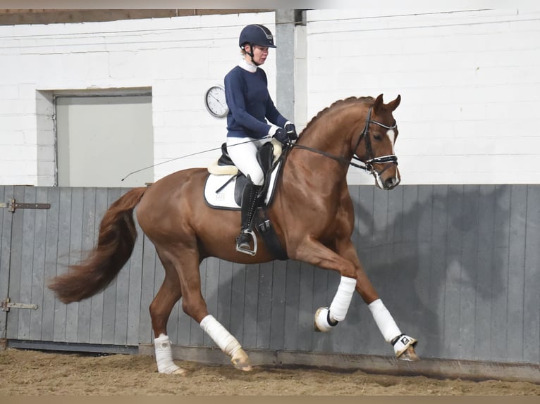 Hannoveraner Wallach 4 Jahre 171 cm Fuchs in Tiddische