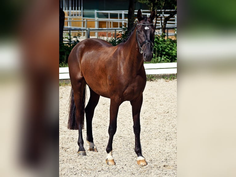 Hannoveraner Wallach 4 Jahre 171 cm Rappe in Bad Wörishofen