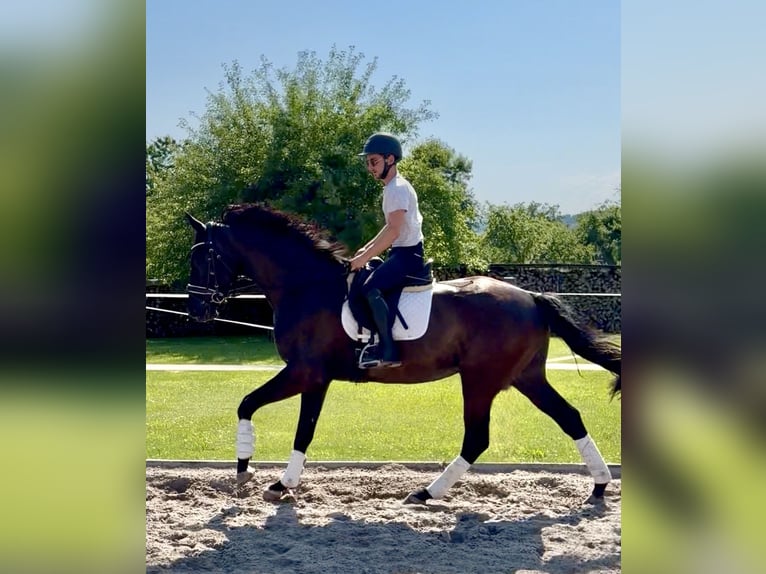 Hannoveraner Wallach 4 Jahre 171 cm Rappe in Dransfeld