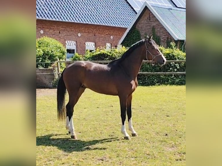 Hannoveraner Wallach 4 Jahre 171 cm Schwarzbrauner in Schiffdorf