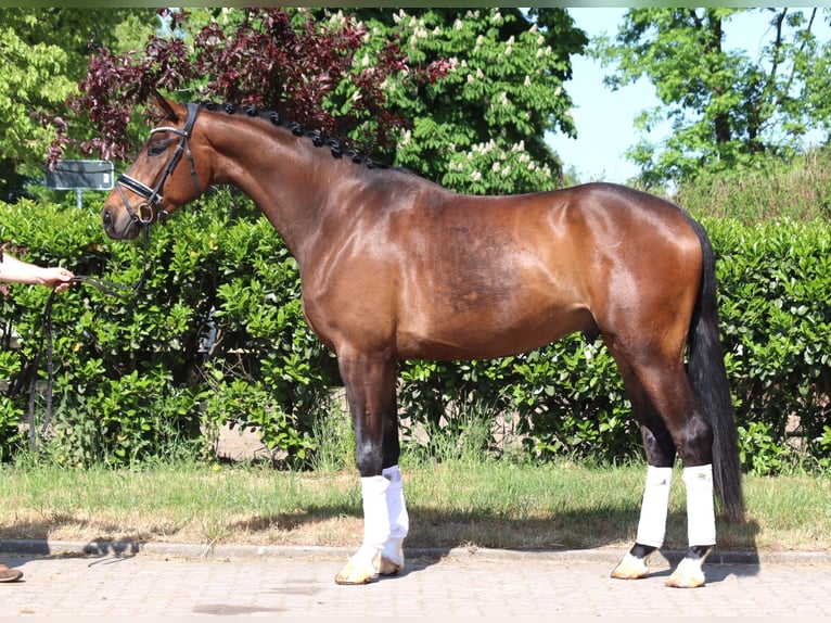 Hannoveraner Wallach 4 Jahre 172 cm Brauner in Selsingen