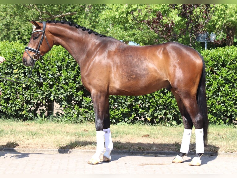 Hannoveraner Wallach 4 Jahre 172 cm Brauner in Selsingen