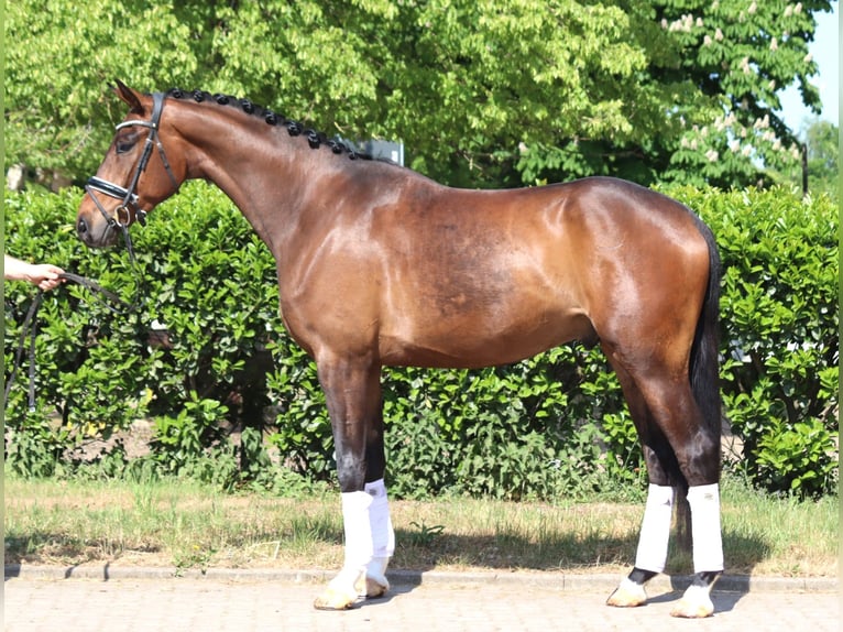 Hannoveraner Wallach 4 Jahre 172 cm Brauner in Selsingen