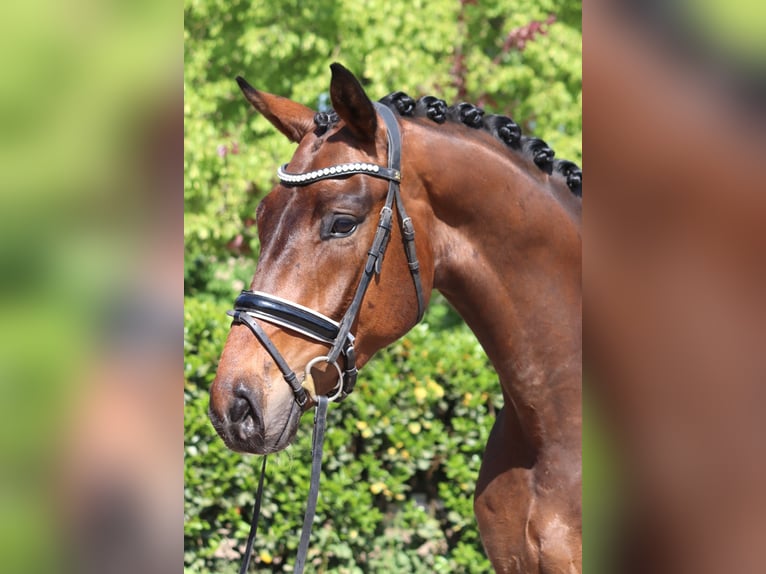 Hannoveraner Wallach 4 Jahre 172 cm Brauner in Selsingen