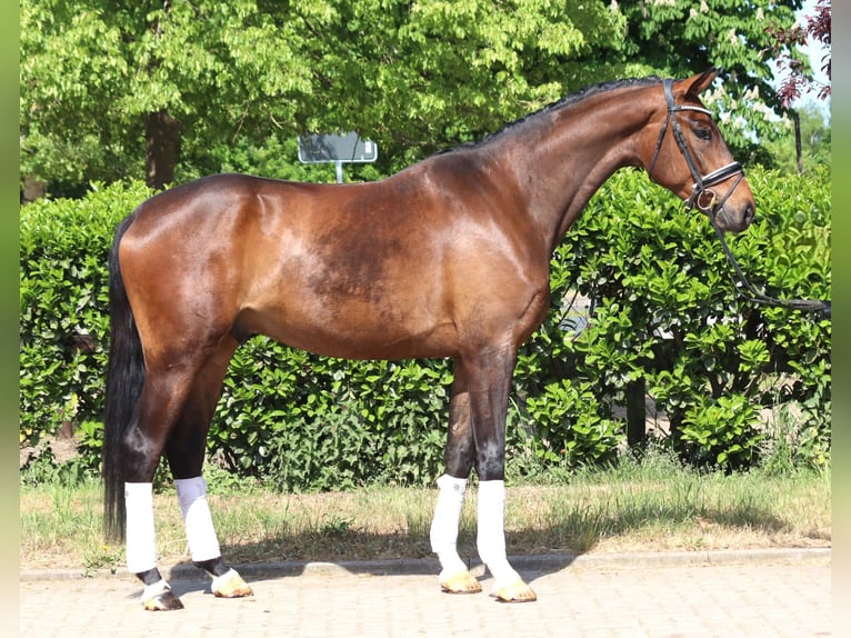 Hannoveraner Wallach 4 Jahre 172 cm Brauner in Selsingen