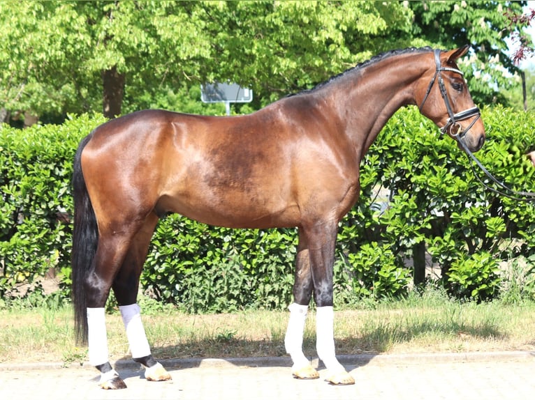 Hannoveraner Wallach 4 Jahre 172 cm Brauner in Selsingen