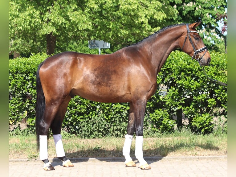 Hannoveraner Wallach 4 Jahre 172 cm Brauner in Selsingen