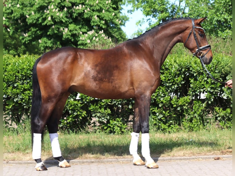 Hannoveraner Wallach 4 Jahre 172 cm Brauner in Selsingen