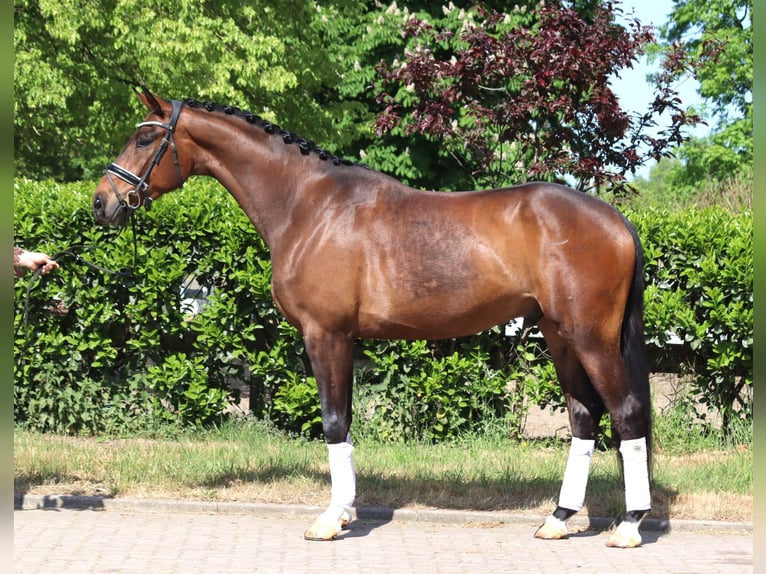 Hannoveraner Wallach 4 Jahre 172 cm Brauner in Selsingen