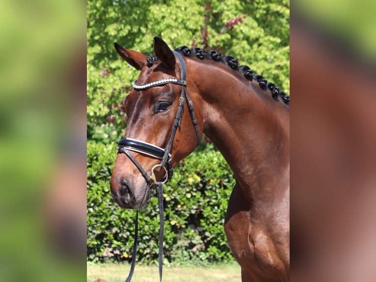 Hannoveraner Wallach 4 Jahre 172 cm Brauner in Selsingen